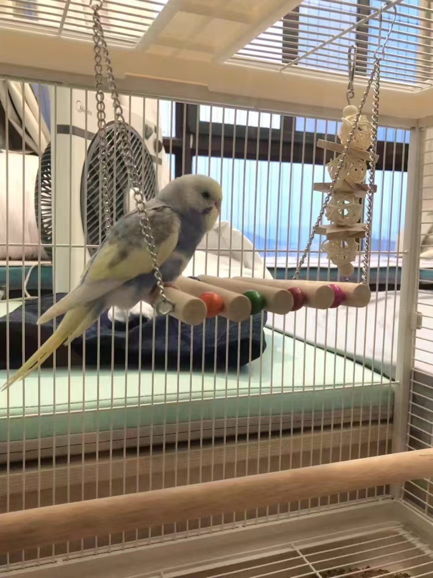 Natural Wood Bird Toys Set (8-Piece) – Swings, Ladder, Perch & Chew Toys