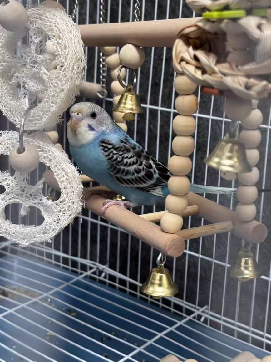 Natural Wood Bird Toys Set (8-Piece) – Swings, Ladder, Perch & Chew Toys