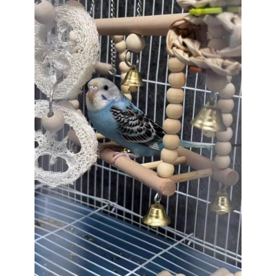 Natural Wood Bird Toys Set (8-Piece) – Swings, Ladder, Perch & Chew Toys 02