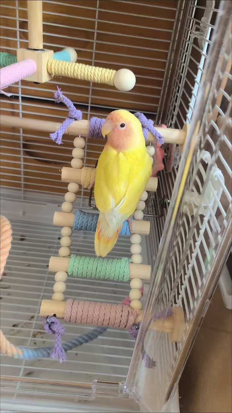 Wood Bird Rope Ladder Perch (5/8/10 Rung)