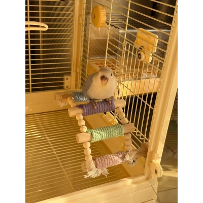 Wood Bird Rope Ladder Perch (5/8/10 Rung) 02