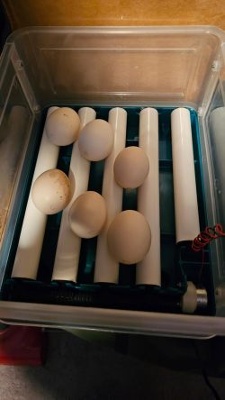 Automatic Duck Egg Incubator with Auto Turn and Dual Motors review Jude 02