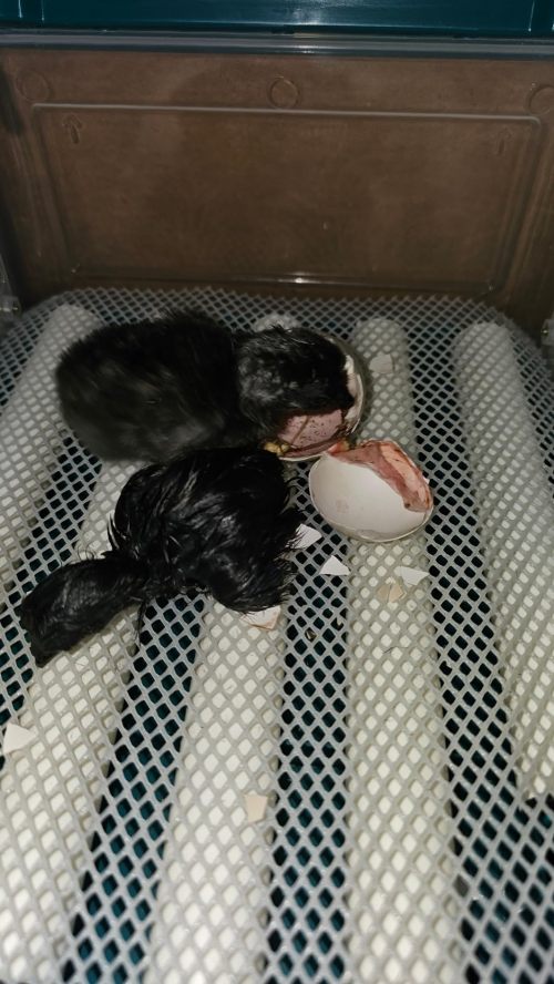 Automatic Duck Egg Incubator with Auto Turn and Dual Motors review Jude