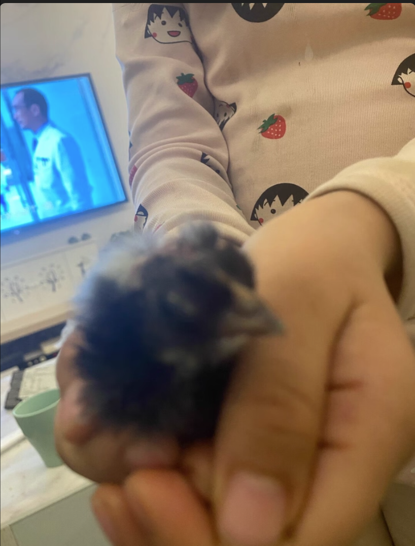 USB-Powered Egg Incubator  6-Egg Auto Roller Silent  review Dean 02