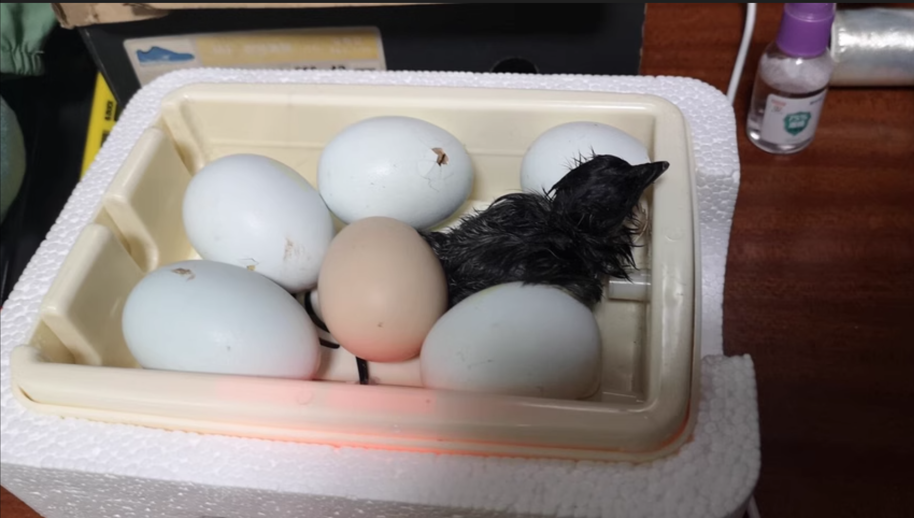 USB-Powered Egg Incubator  6-Egg Auto Roller Silent  review Dean 01