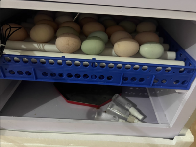 68-Egg Auto-Turn Incubator with Power Outage Protection & Smart Climate Control review Alex 00