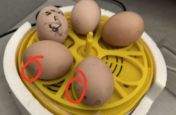 Eggbloom 6-Egg Auto-Turn Incubator review Maya 02