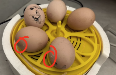 Eggbloom 6-Egg Auto-Turn Incubator review Maya 01