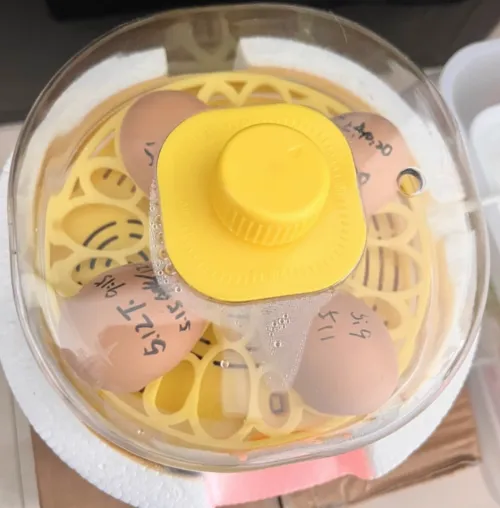 Eggbloom 6-Egg Auto-Turn Incubator review Maya