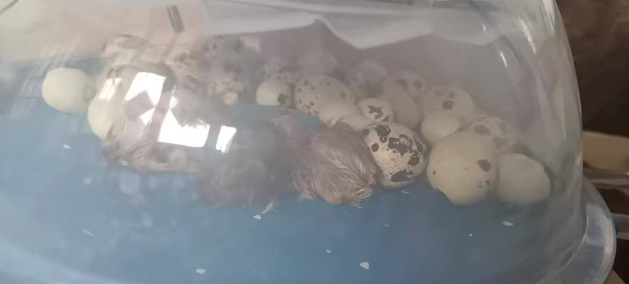 All-in-One UFO Egg Incubator Smart-Thermo & Auto-Hatching review Leo 00