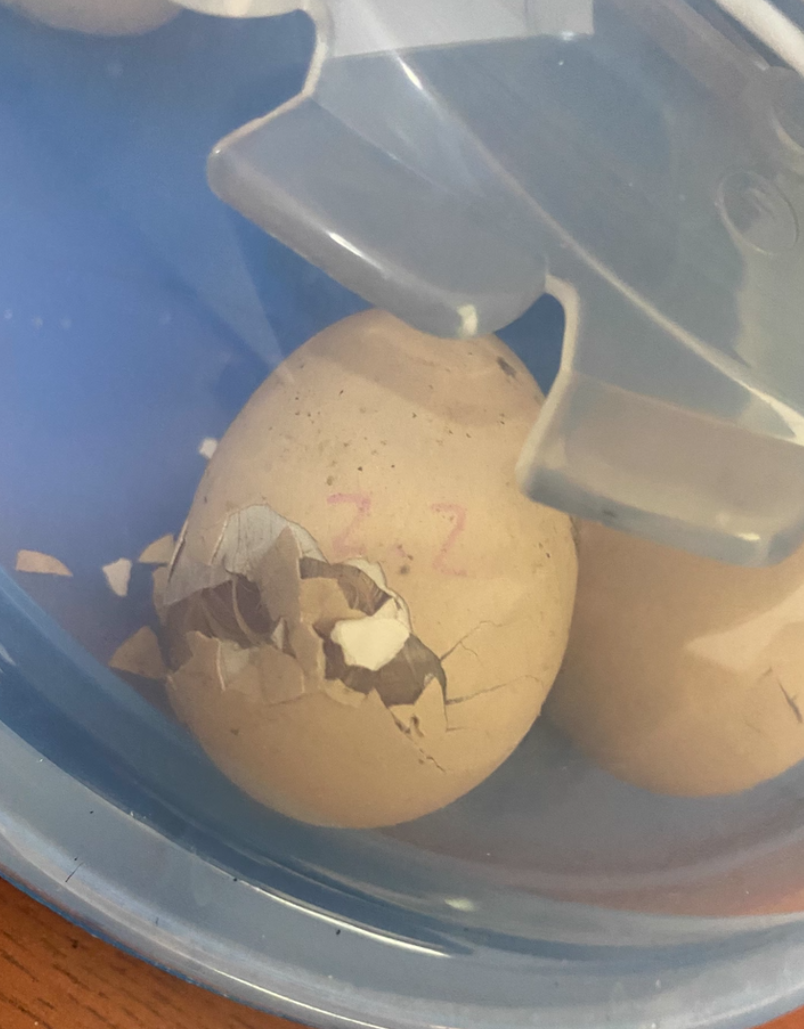 All-in-One UFO Egg Incubator Smart-Thermo & Auto-Hatching review Leo 01