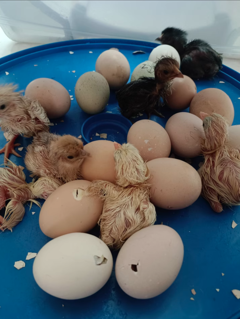 All-in-One UFO Egg Incubator Smart-Thermo & Auto-Hatching review Leo 02