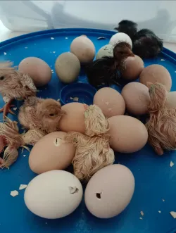 All-in-One UFO Egg Incubator Smart-Thermo & Auto-Hatching review Leo 03