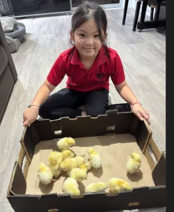 Chicken Egg Incubator Auto Turning 360 Degree Visibility review Rory 03