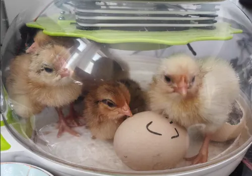 Chicken Egg Incubator Auto Turning 360 Degree Visibility review Rory