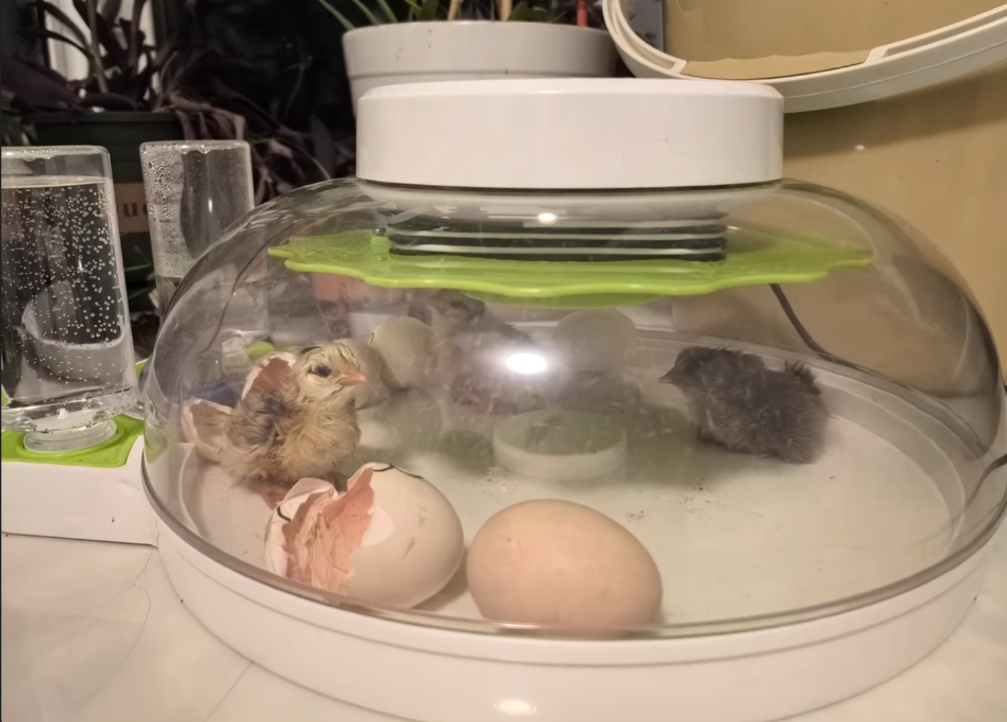 Chicken Egg Incubator Auto Turning 360 Degree Visibility review Rory 01