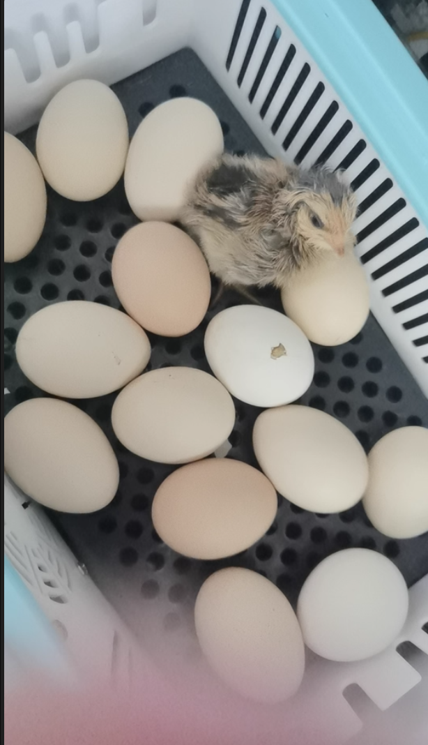 Single-Layer Precision 24 Eggs Incubator Auto Water & Temp Control  review kuma 00