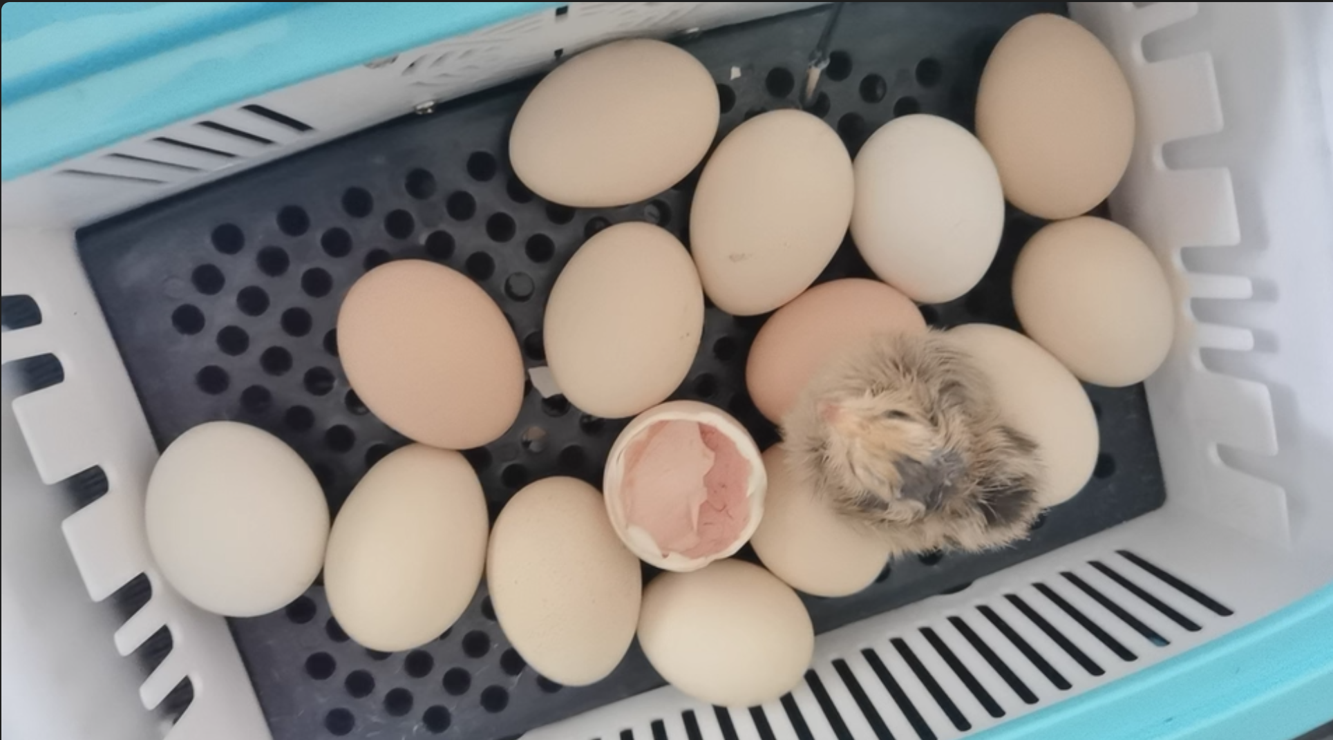 Single-Layer Precision 24 Eggs Incubator Auto Water & Temp Control  review kuma 01