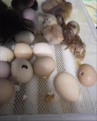 Automatic Duck Egg Incubator with Auto Turn and Dual Motors review Jessica W 00