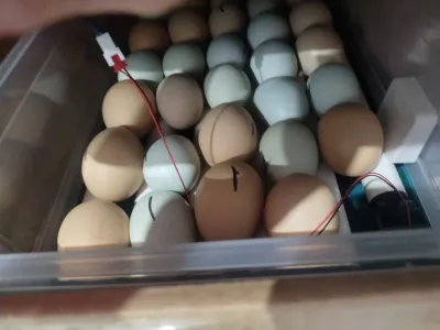 Automatic Duck Egg Incubator with Auto Turn and Dual Motors review Ryan 00