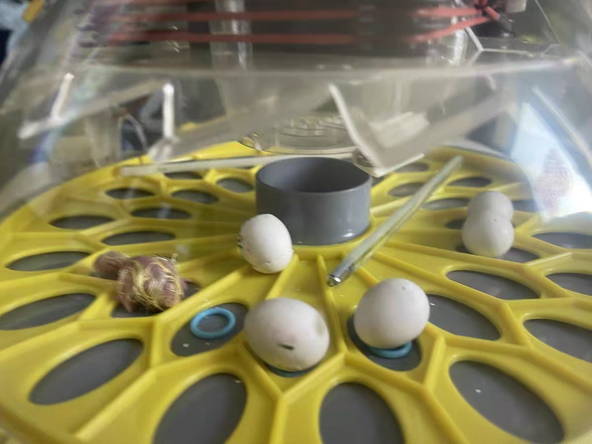 Automatic Egg Incubator with Interchangeable Trays (Chicken, Quail, Bird Options) review Benjamin 01
