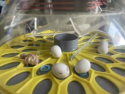 Automatic Egg Incubator 3 Trays for Birds and Quail review Benjamin 02