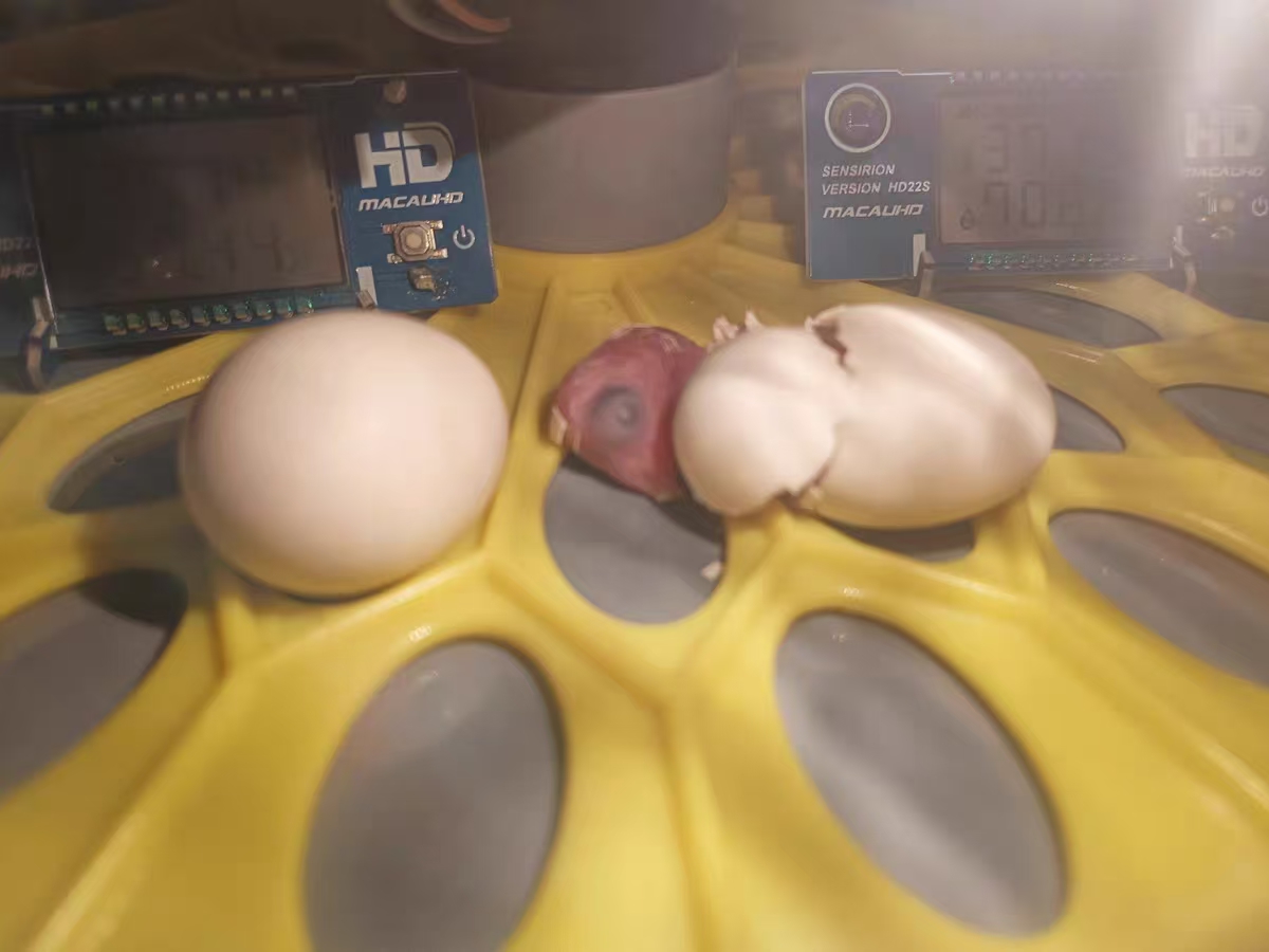 Automatic Egg Incubator with Interchangeable Trays (Chicken, Quail, Bird Options) review Jamie 01