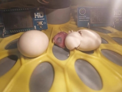 Automatic Egg Incubator 3 Trays for Birds and Quail review Jamie 02