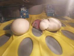 Automatic Egg Incubator 3 Trays for Birds and Quail review Jamie 02