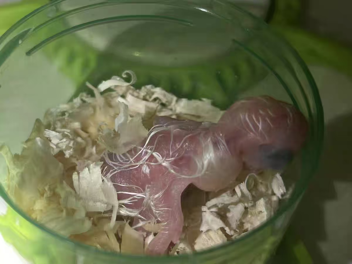 Chicken Egg Incubator Auto Turning 360 Degree Visibility review Cam 01