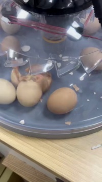 Automatic Egg Incubator 3 Trays for Birds and Quail review Hannah