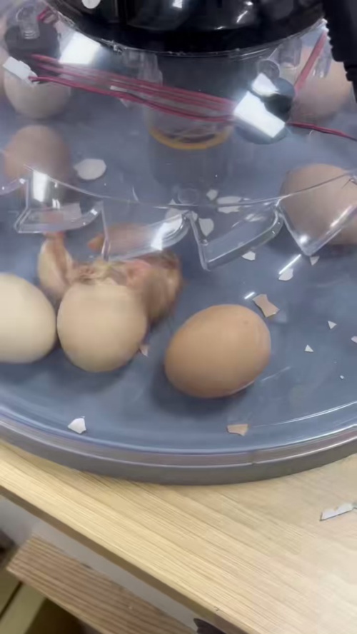 Automatic Egg Incubator 3 Trays for Birds and Quail review Hannah