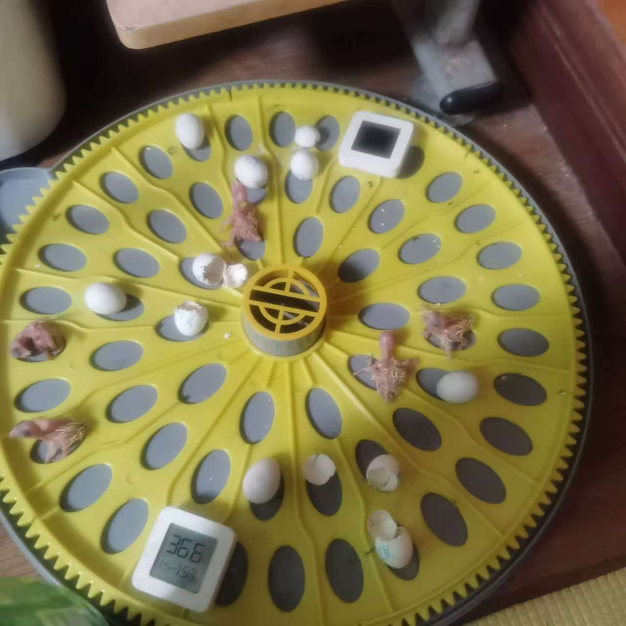 Automatic Egg Incubator with Interchangeable Trays (Chicken, Quail, Bird Options) review Mike T.