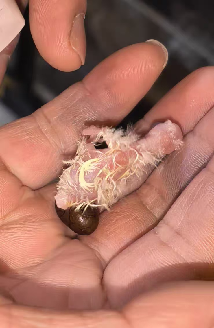 Automatic Egg Incubator with Interchangeable Trays (Chicken, Quail, Bird Options) review Jason W 01