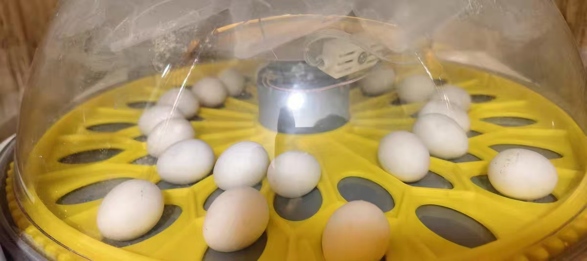 Automatic Egg Incubator with Interchangeable Trays (Chicken, Quail, Bird Options) review Jason W 00