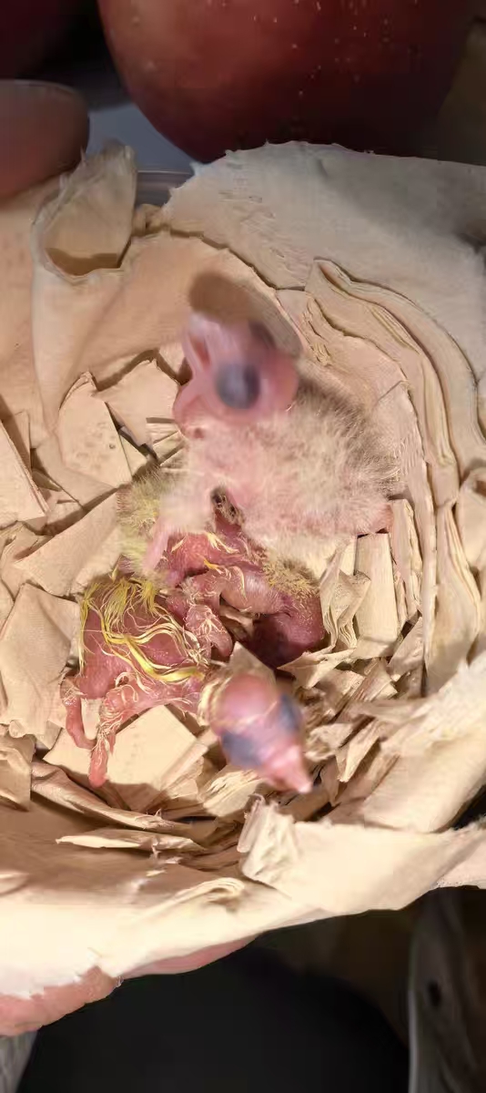 Automatic Egg Incubator with Interchangeable Trays (Chicken, Quail, Bird Options) review Jason W 03