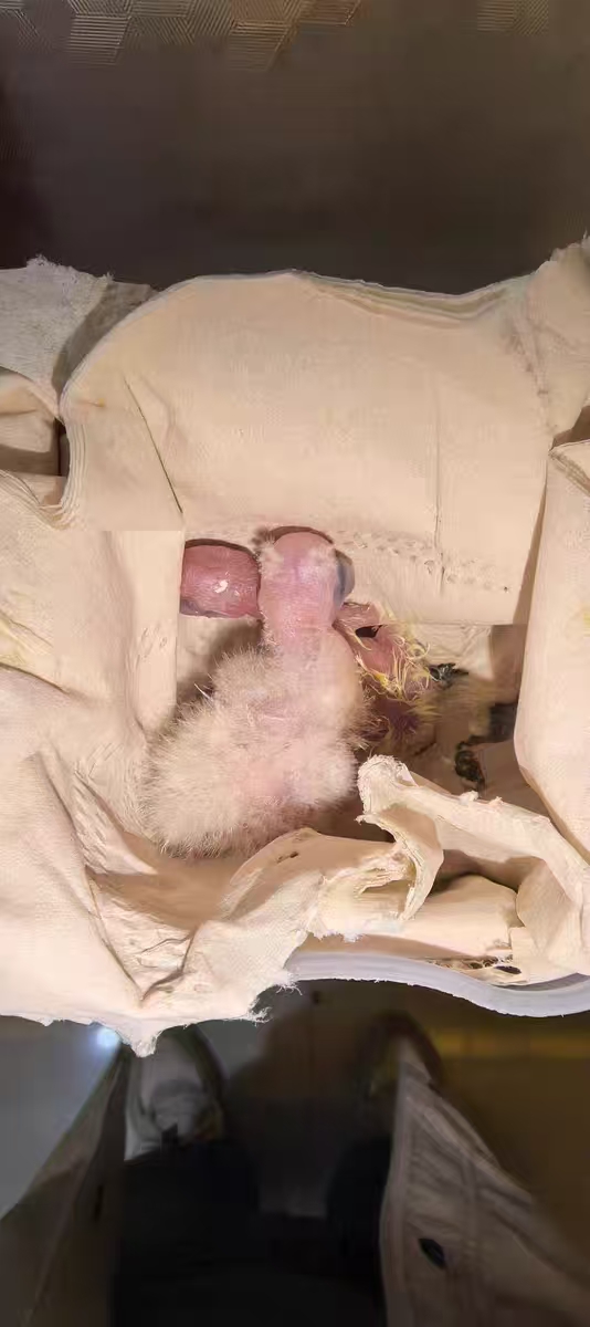 Automatic Egg Incubator with Interchangeable Trays (Chicken, Quail, Bird Options) review Jason W 02