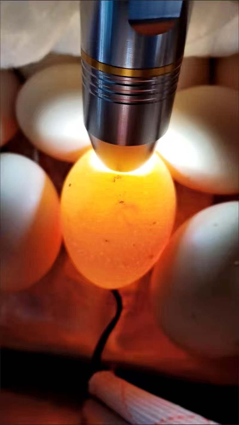 LED Egg Candler for Hatching Eggs – Portable Handheld Candling Lamp review Emily