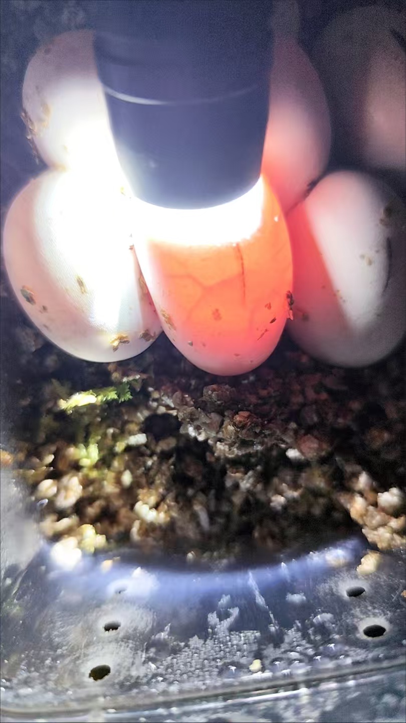 LED Egg Candler for Hatching Eggs – Portable Handheld Candling Lamp review Olivia