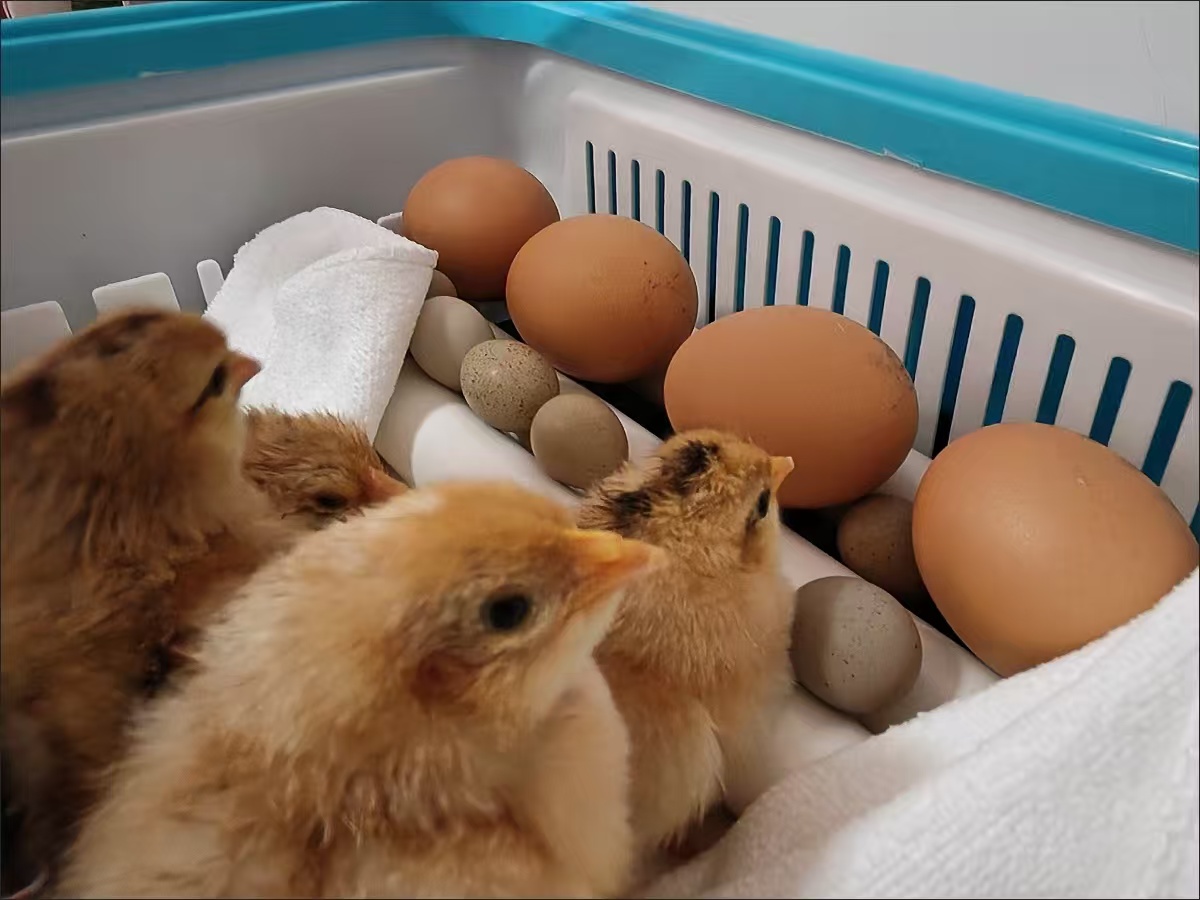 LED Egg Candler for Hatching Eggs – Portable Handheld Candling Lamp review Hannah S