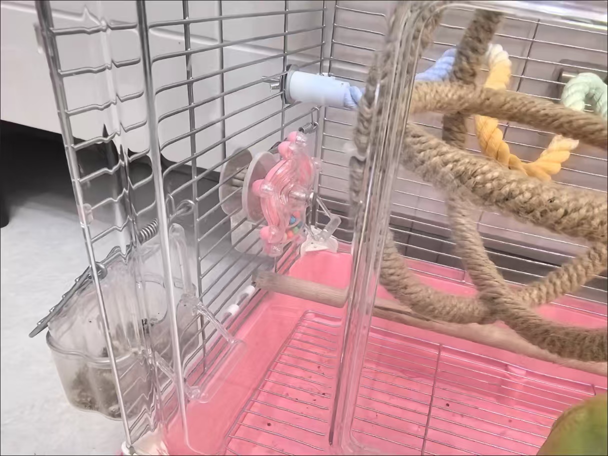 Interactive Spinner Toy for Budgies, Parakeets & Small Birds review liam