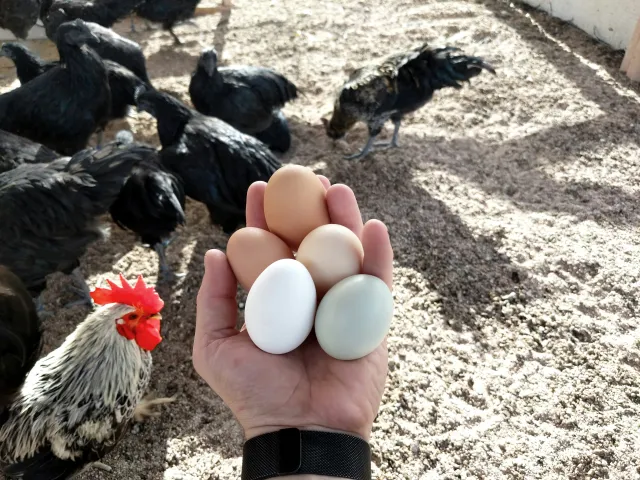 Great Chicks Start with Great Eggs – Here's How to Pick Them.