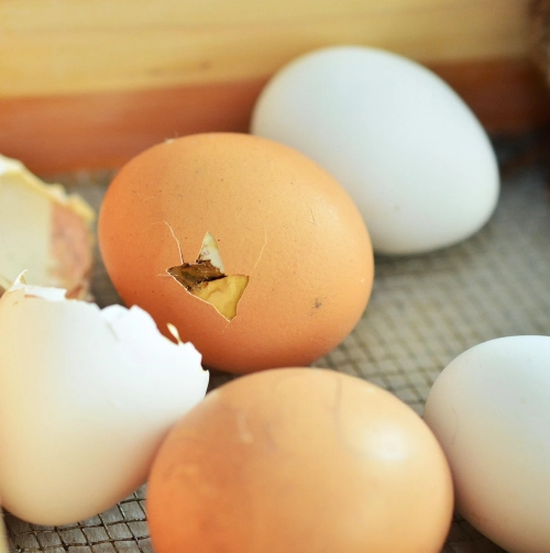 Incubation Guide Part 4: Managing Poultry Egg Hatching Day