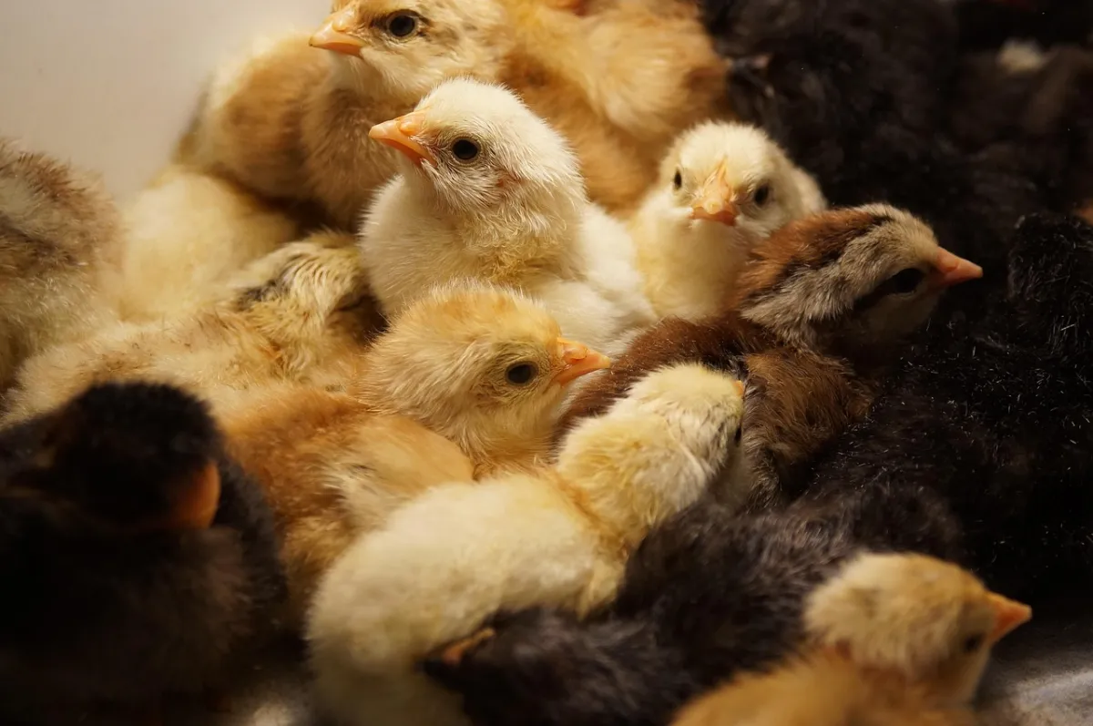 Incubation Guide Part 5: Post-Hatch Care for Chicks and Poultry