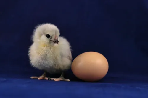 Complete Guide to Hatching Chicken Eggs: Temperature, Humidity, Egg Turning and More