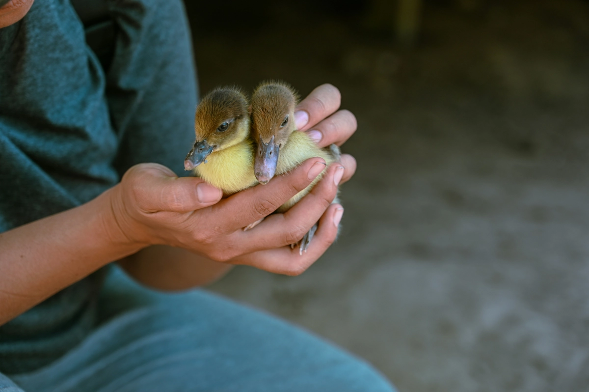 How to Hatch Duck Eggs: Complete Guide for Beginners and Hobbyists