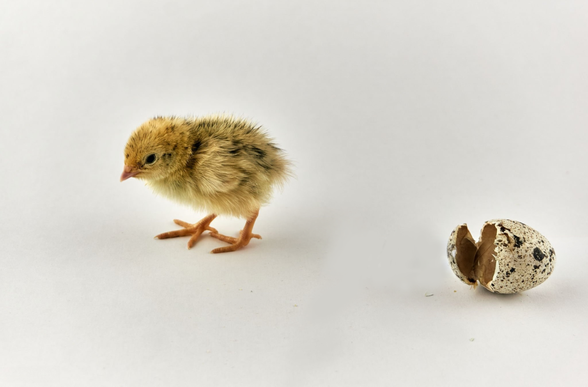 How to Hatch Quail Eggs – A Complete Incubation Guide