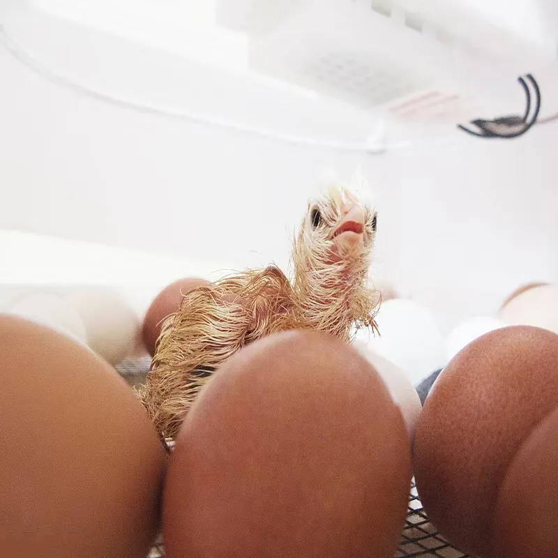 How an Incubator Works: The Science Behind Successful Hatching