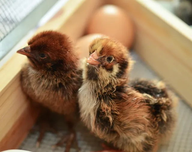 Incubation Guide Part 2: Setting Up for Success – Preparing and Starting Your Incubation