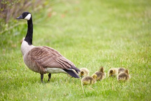 How to Hatch Goose Eggs: A Complete Incubation Guide for Beginners